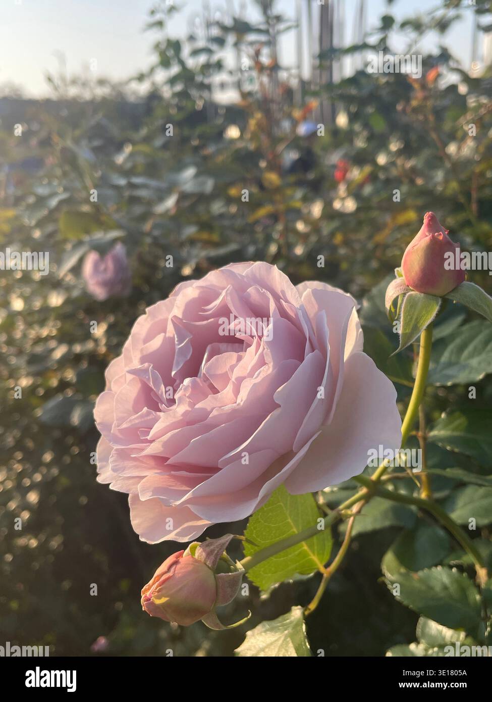 Soft lavender-pink rose in full bloom alongside closed buds, glowing in morning sunlight in a spring garden setting. - Smartphone Captured Stock Image