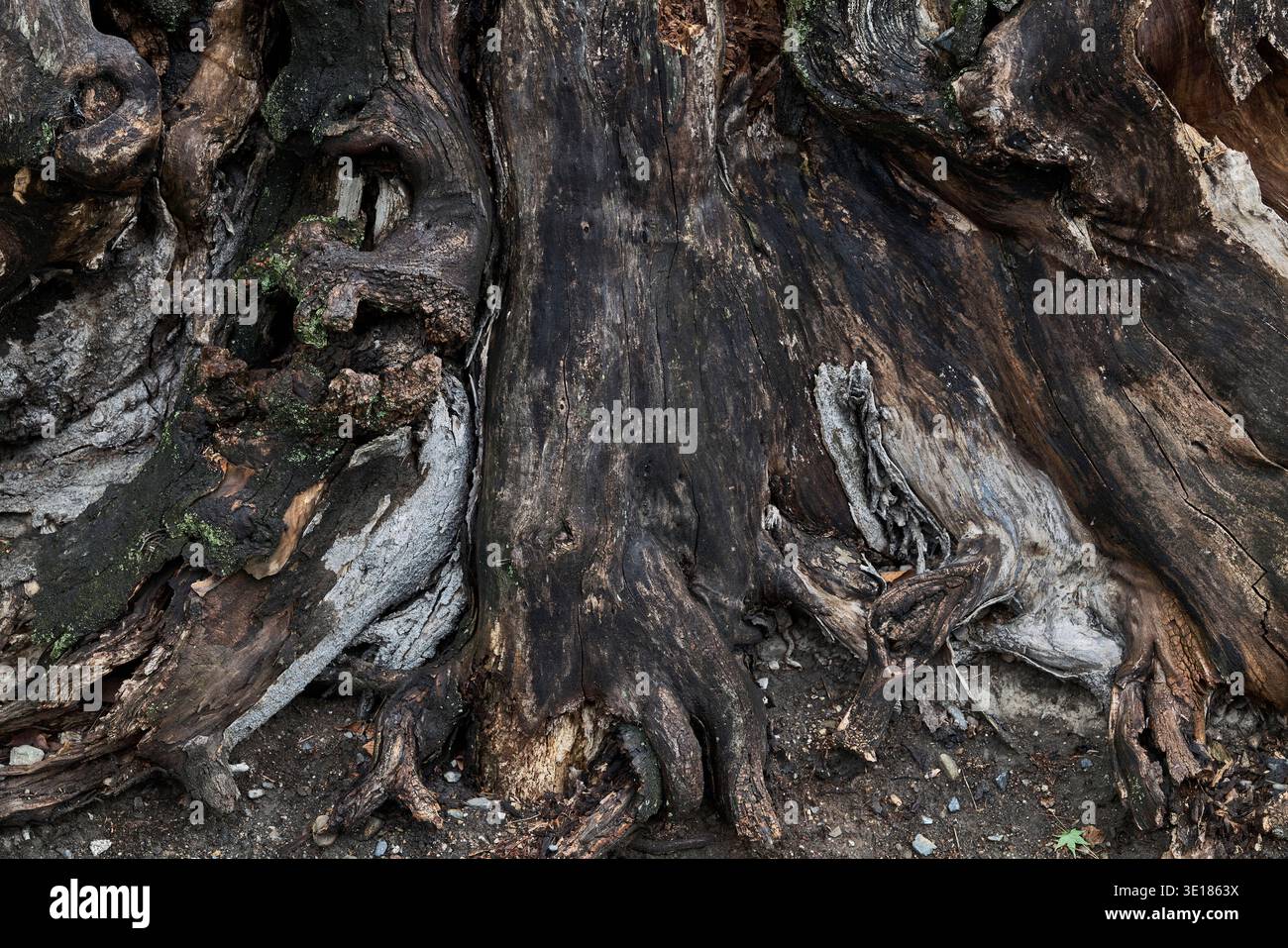 Weathered tree roots and bark texture in a shaded temple garden Stock ...