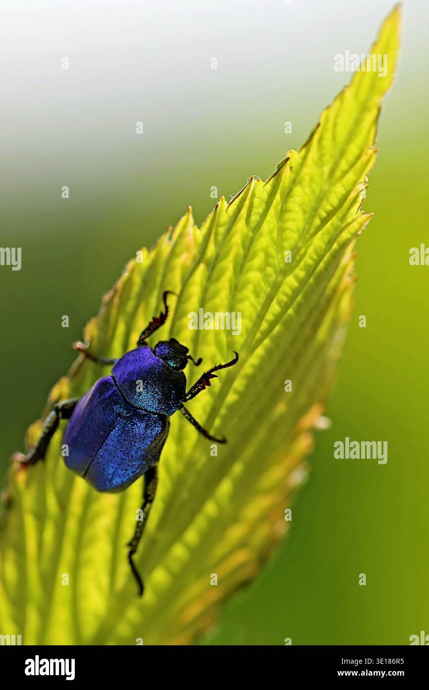 blue scarab beetle (Hoplia coerulea), male, Orleans, France Stock