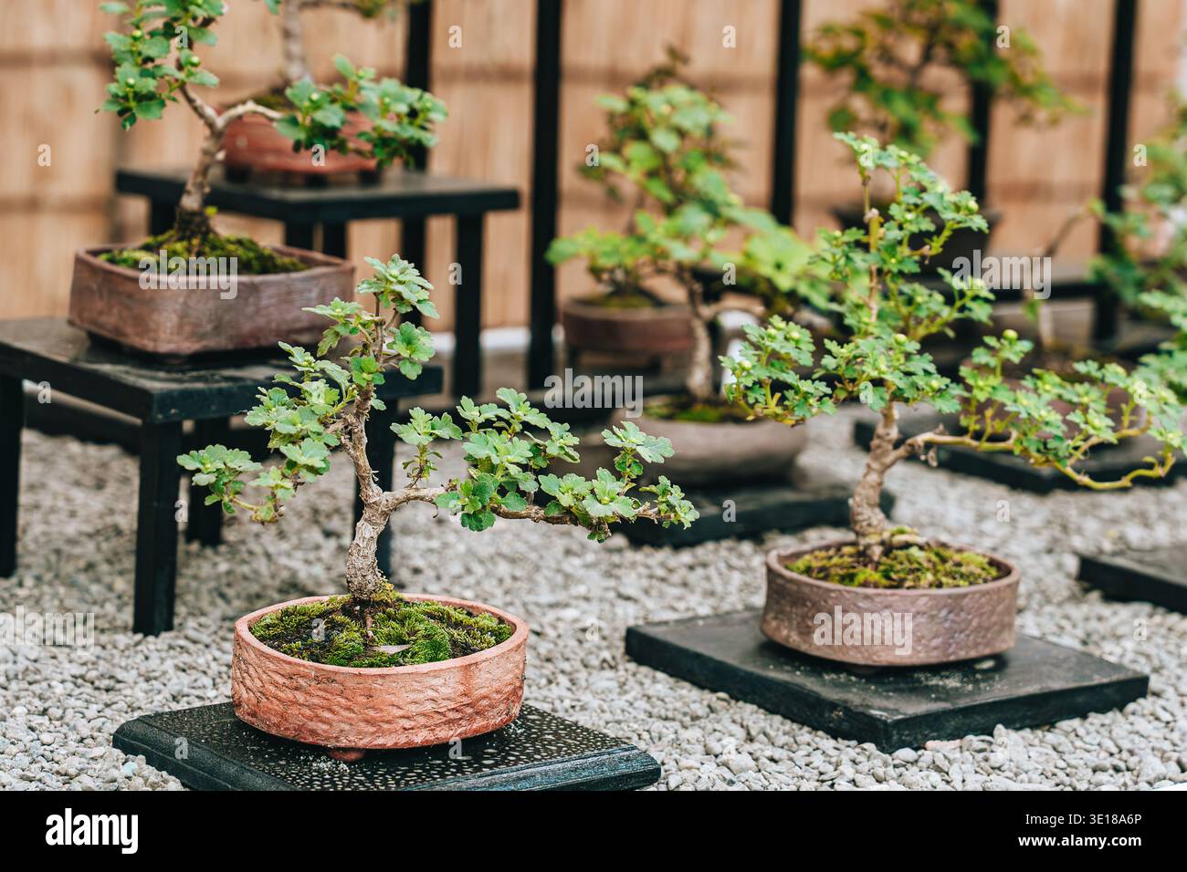 Bonsai display stands hi-res stock photography and images - Alamy
