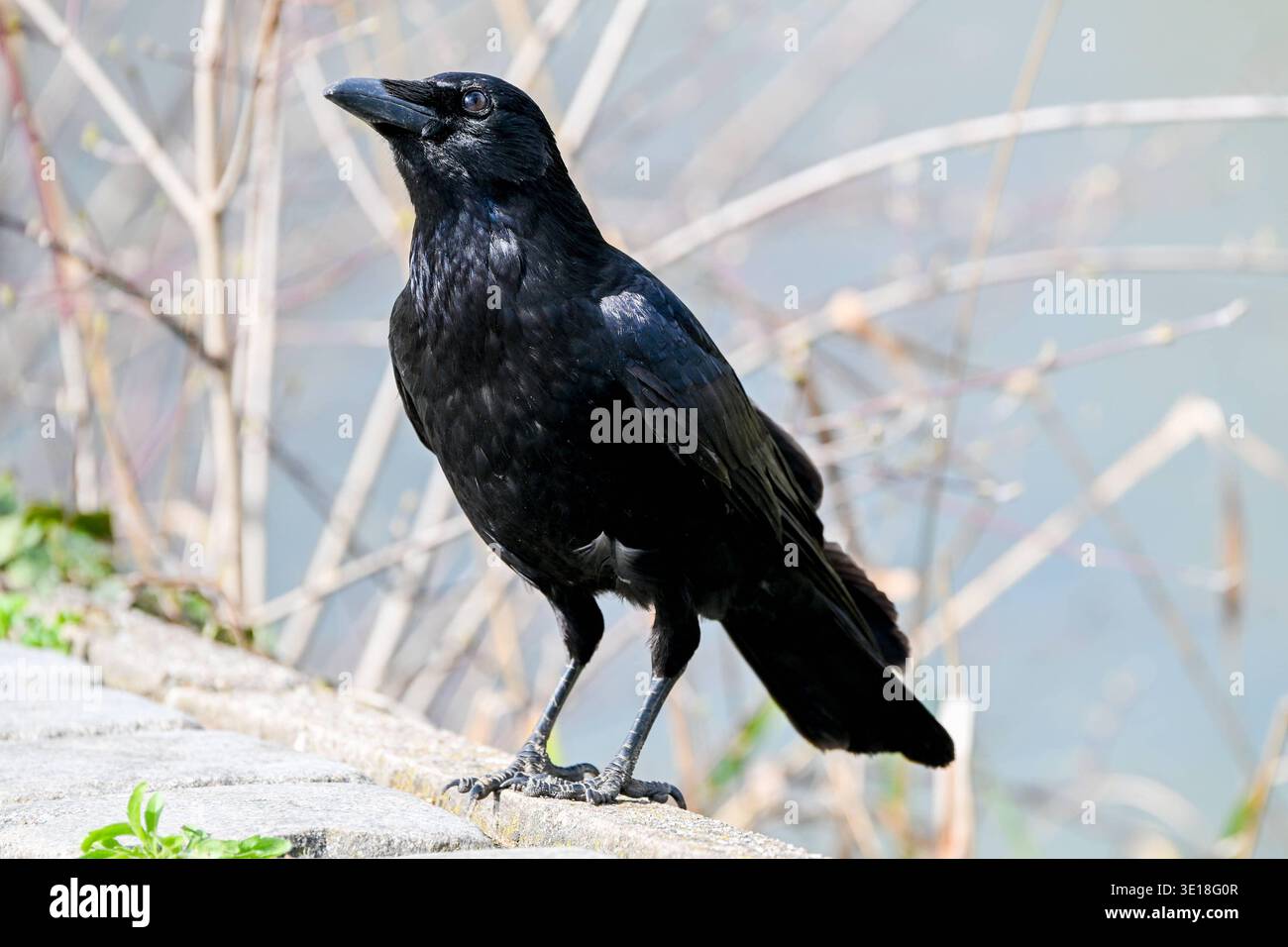 Best HD Pictures about  Schwarz Weisser Rabenvogel  with No AI Images