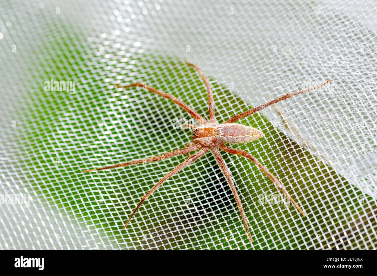 Nursery Spider on mesh garden netting Stock Photo