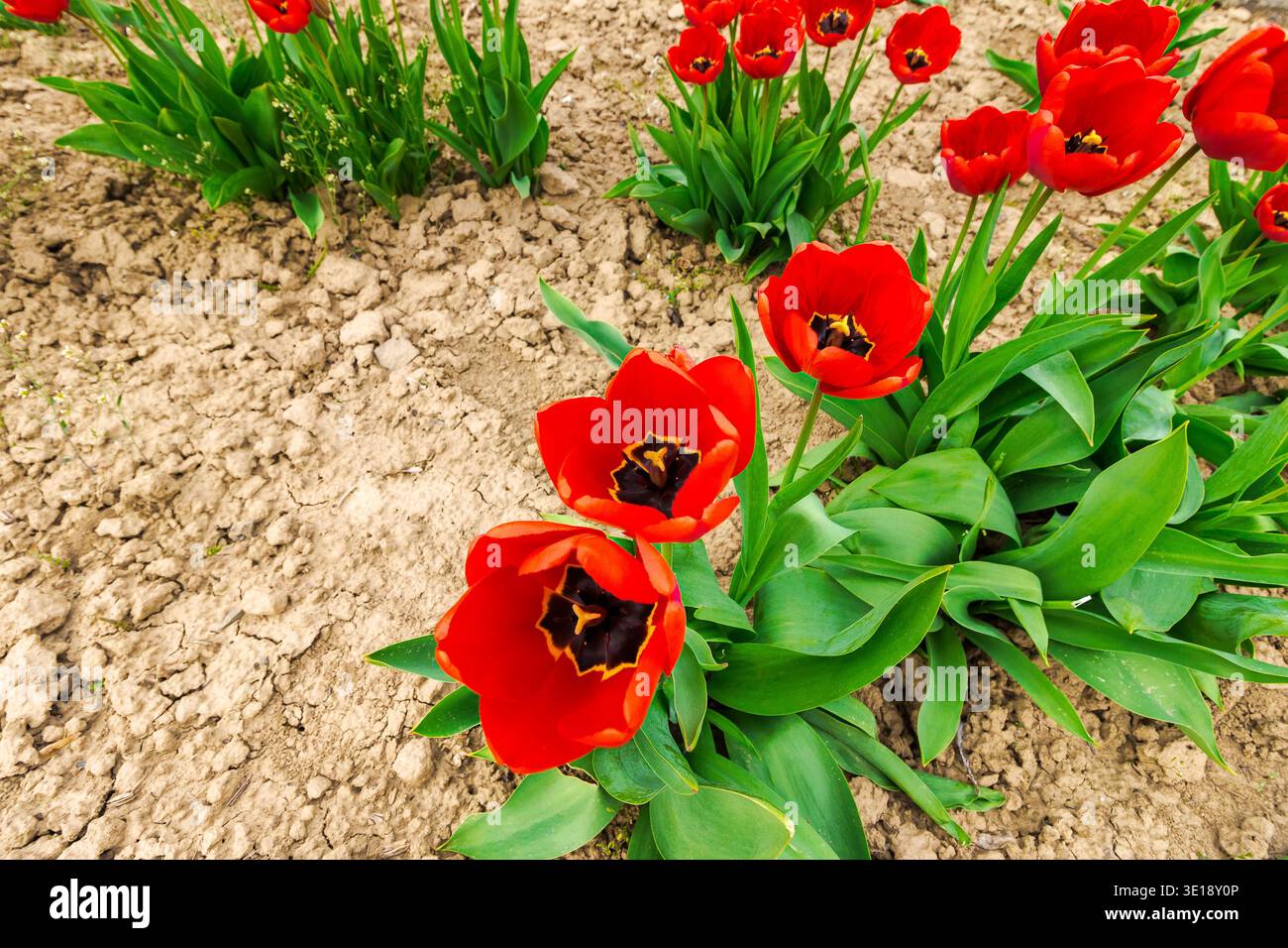 red tulip blooming on a flower bed with open ground in spring season. floral background for urban environment design in uzhhorod, ukraine. cloudy weat Stock Photo