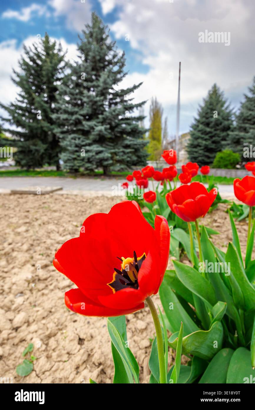 red tulip blooming on a flower bed with open ground in spring season. floral background for urban environment design in uzhhorod, ukraine. cloudy weat Stock Photo
