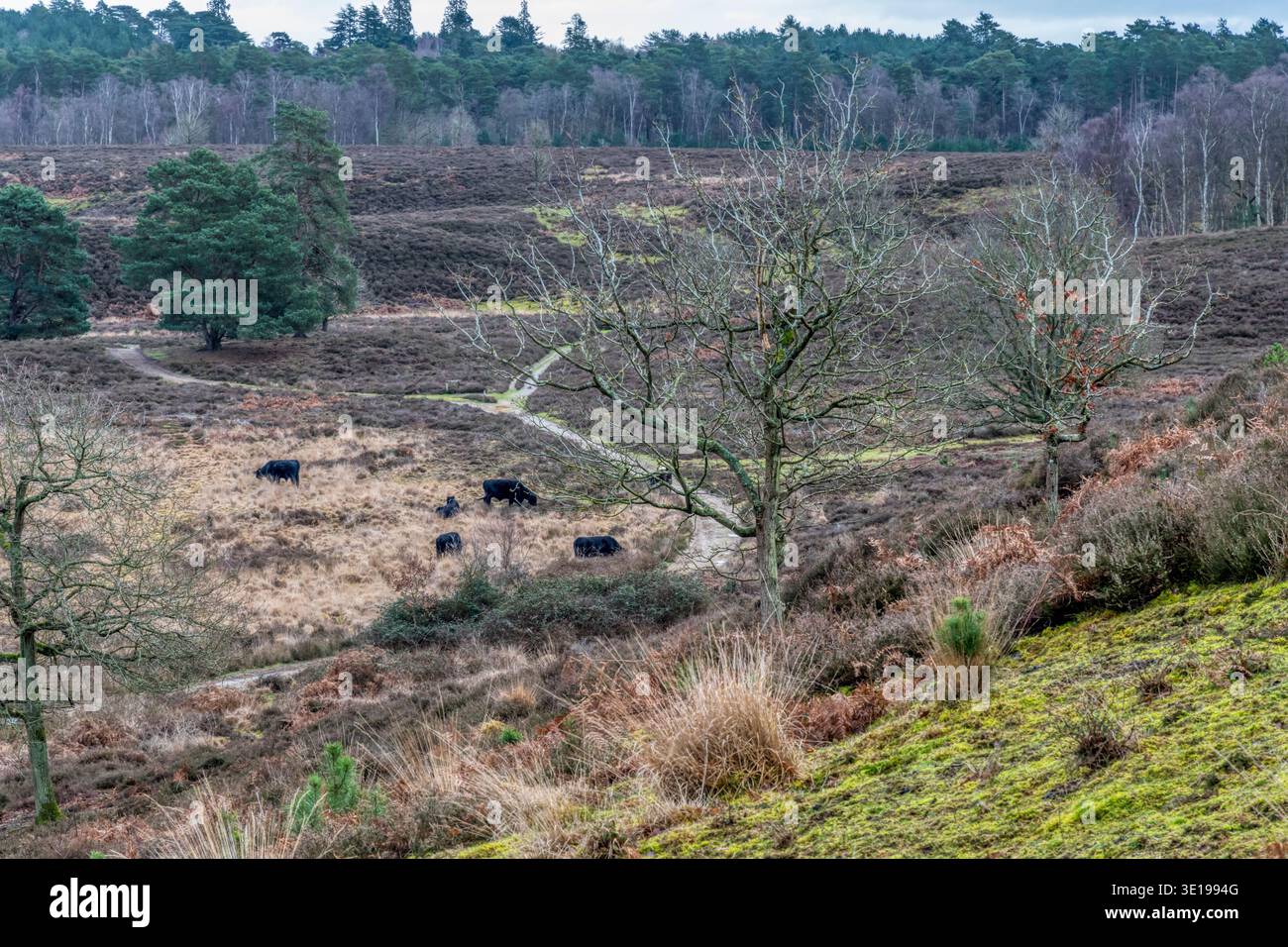 Black Galloway cattle used for conservation grazing at Dersingham Bog nature reserve in Norfolk. Stock Photo