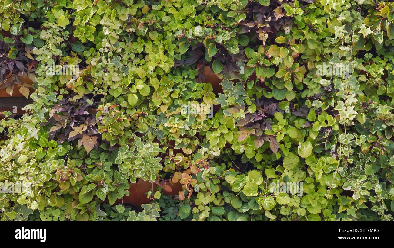 Lush green wall showcasing diverse foliage in vertical garden Stock ...