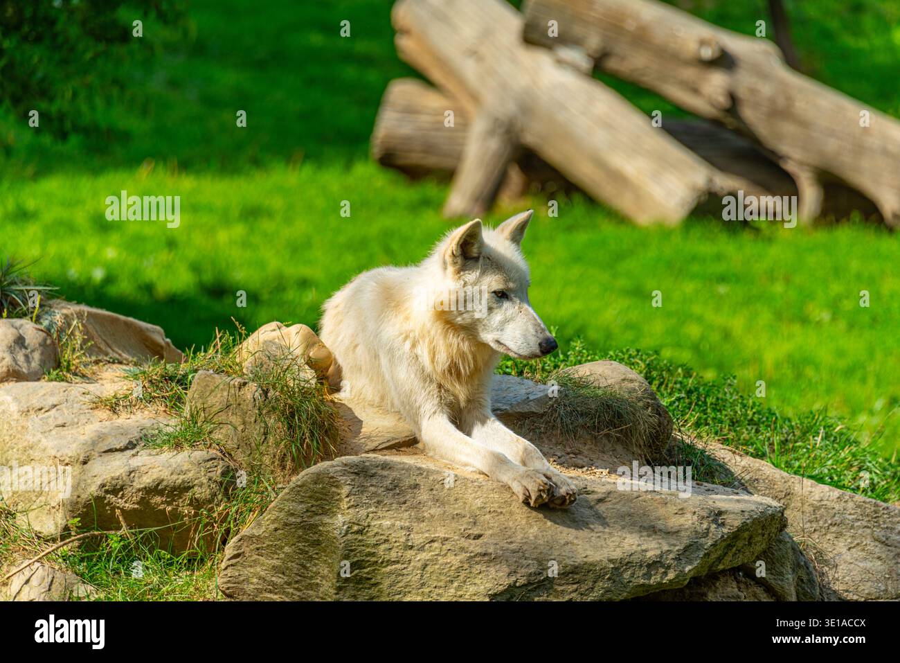 Arctic wolf at Herberstein in Austria.IMAGE Stock Photo