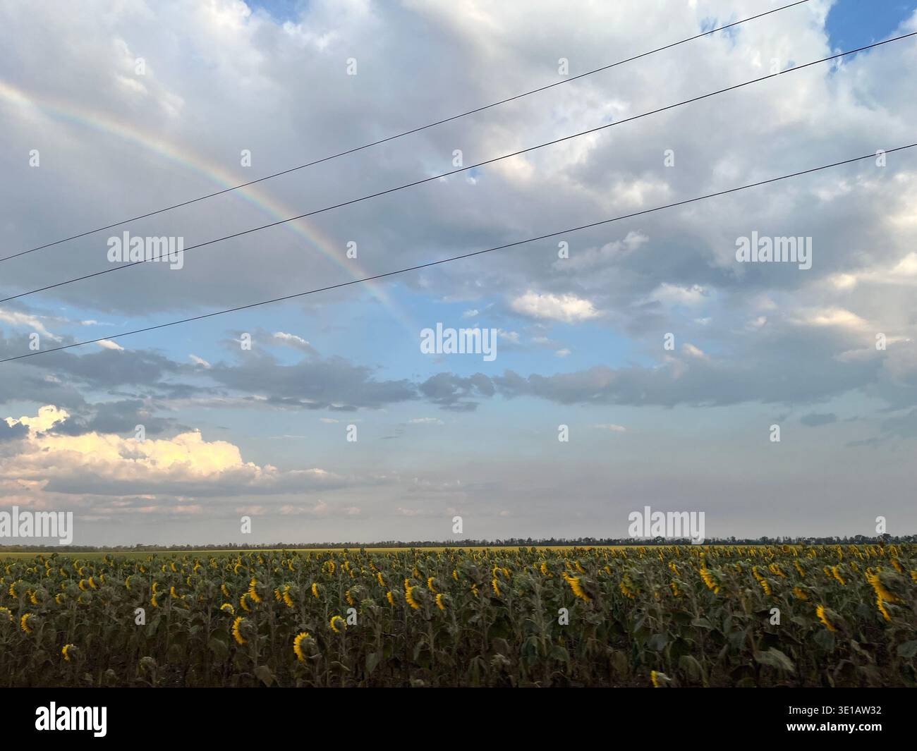 Wide view of sunflower field under cloudy sky with visible rainbow. Rural agricultural landscape with dramatic clouds and natural seasonal scenery. - Smartphone Captured Stock Image