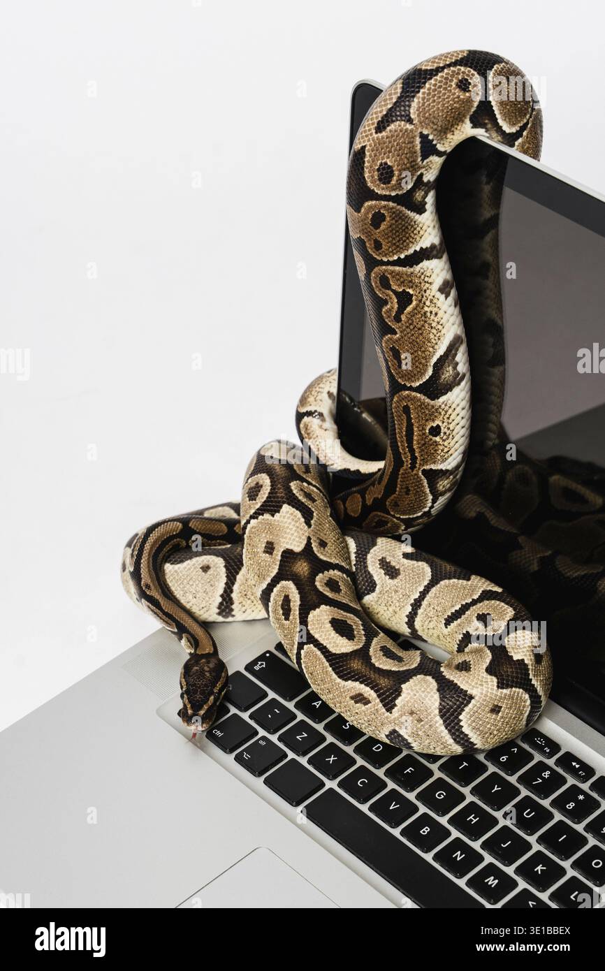 Real python snakes and laptop computer. Concept of using high-level programming language for software engineering Stock Photo