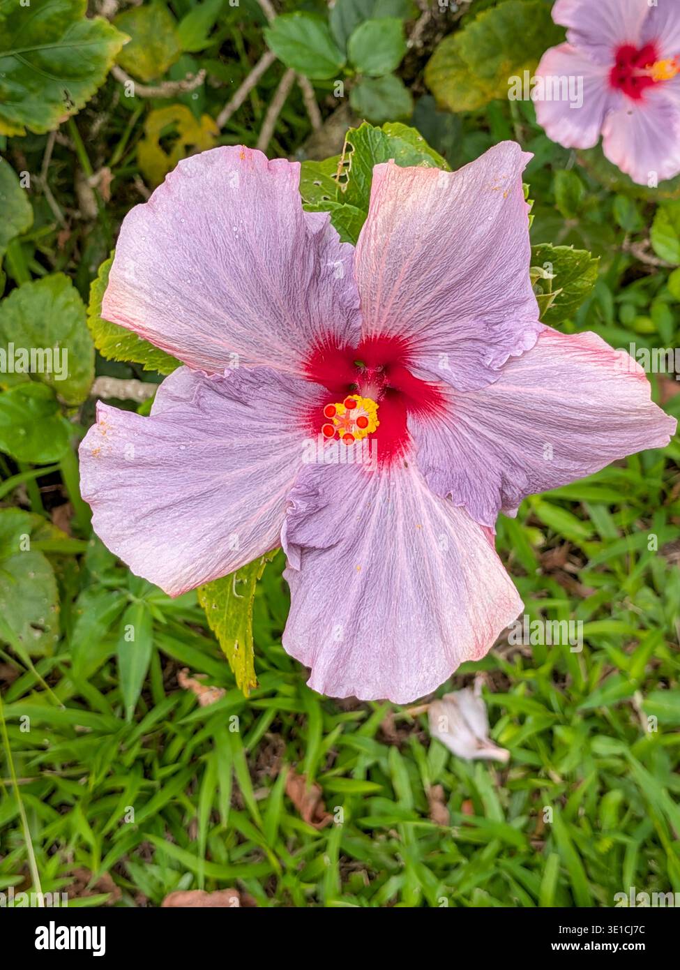 Hibiscus silhouette hi-res stock photography and images - Alamy