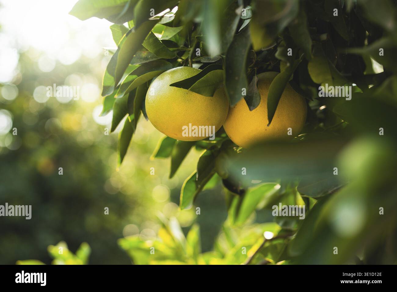 Ripe grapefruits on the small evergreen tree Stock Photo
