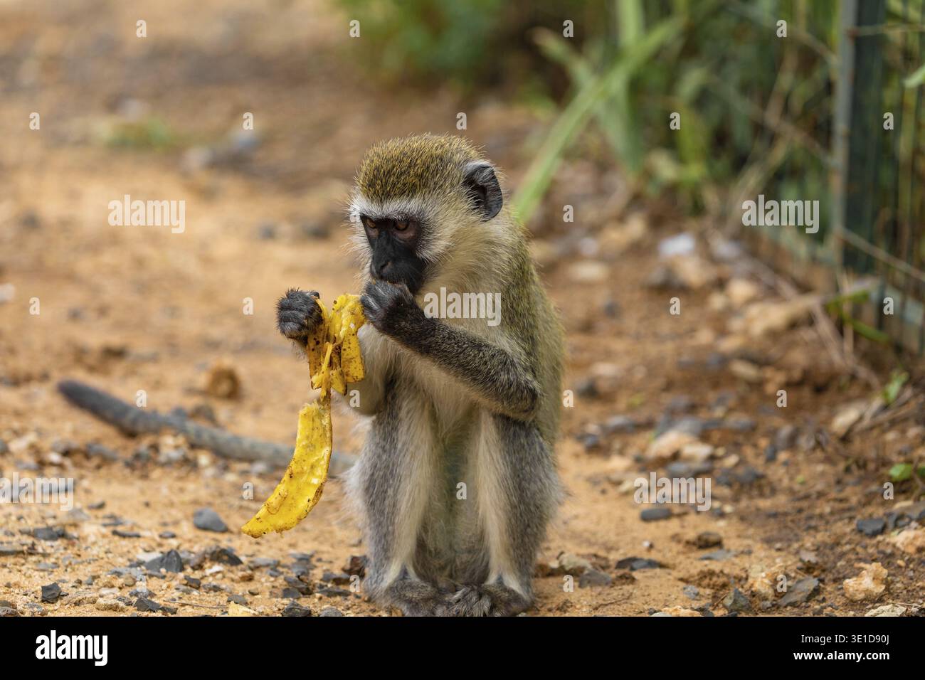 Green Monkey - Chlorocebus aethiops, beautiful popular monkey from West African bushes and forests. sits on ground and eats a banana. Natur background Stock Photo