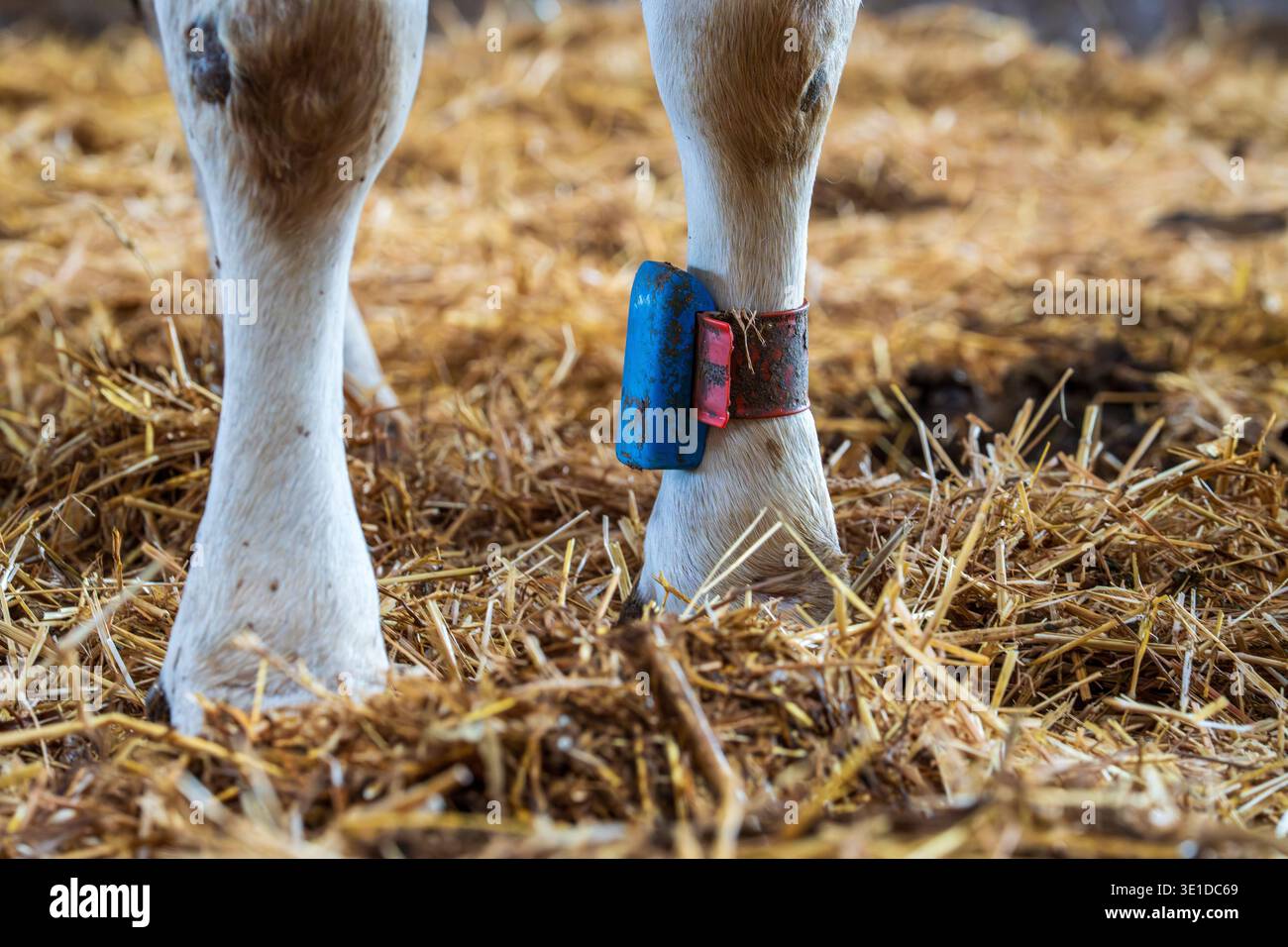 Animal health monitoring hi-res stock photography and images - Alamy