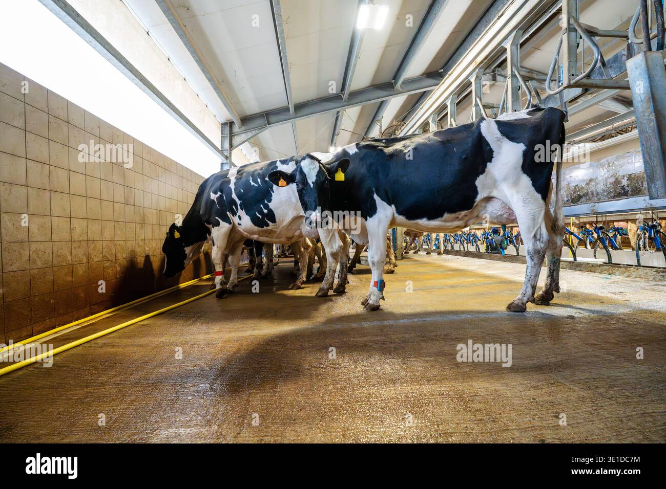 Black and white Holstein cows walking on a wet concrete floor after milking. The photo shows the interior of an industrial barn with metal structures, Stock Photo
