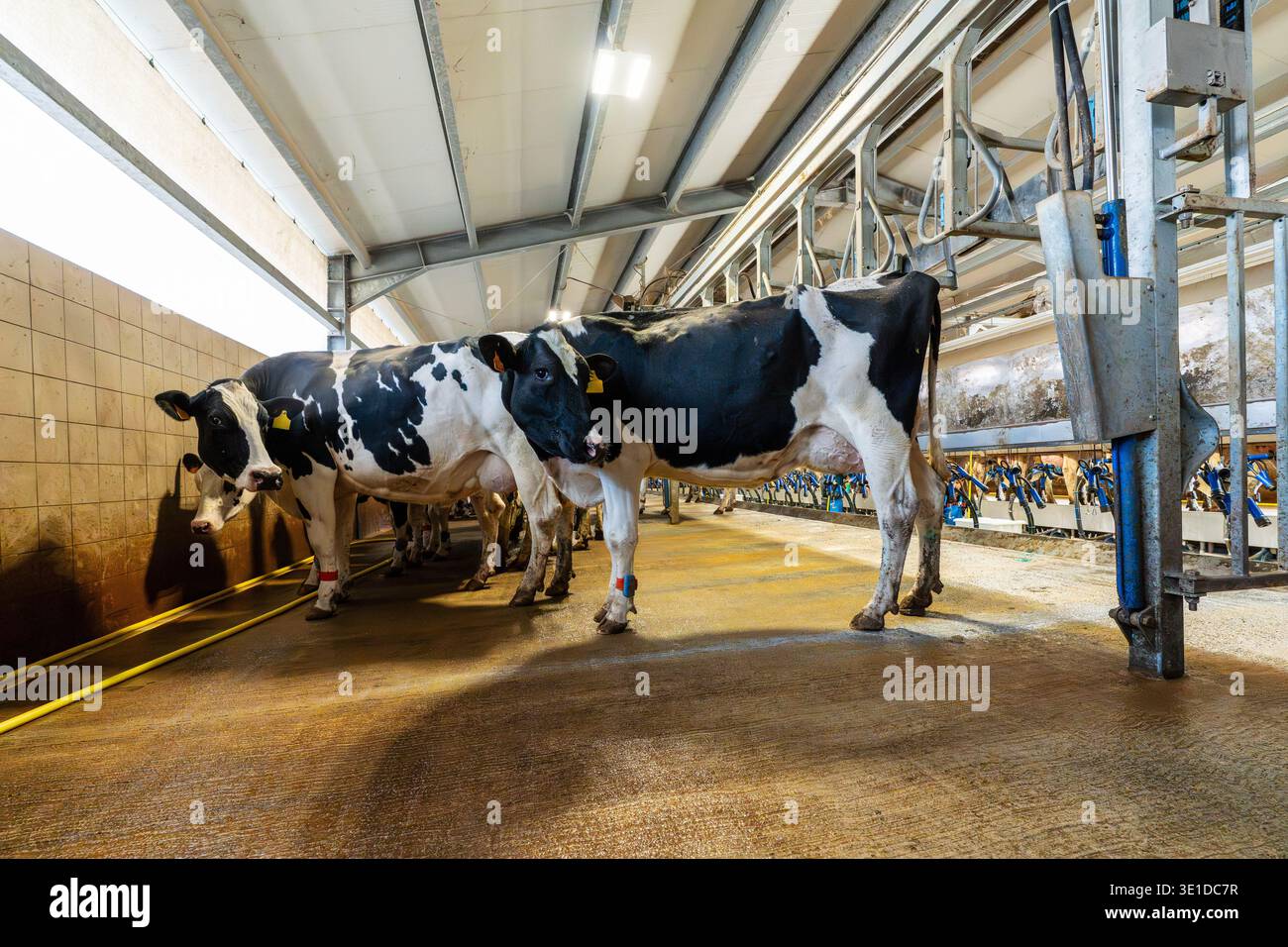 Black and white Holstein cows walking on a wet concrete floor after milking. The photo shows the interior of an industrial barn with metal structures, Stock Photo