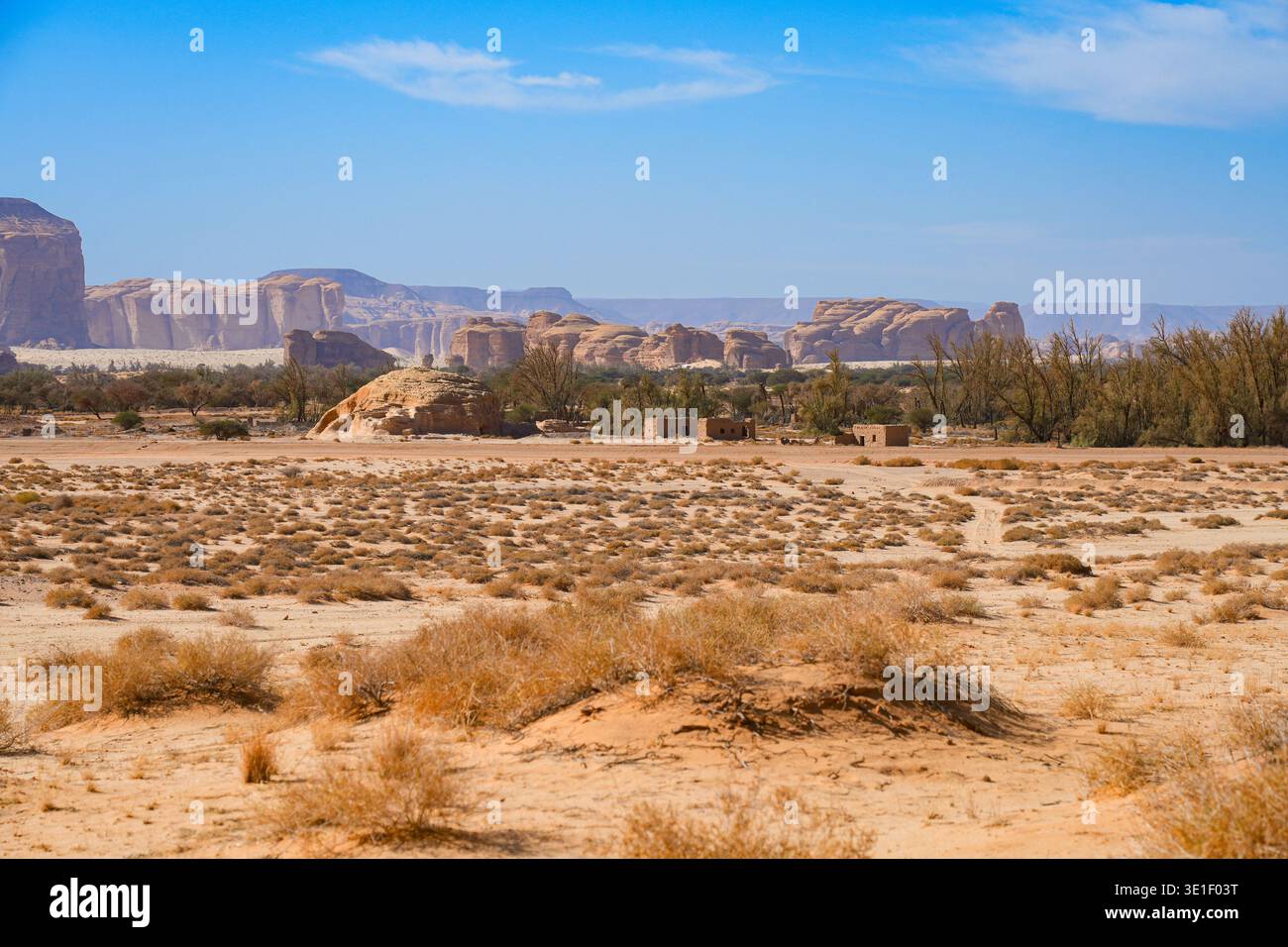 Saudi arabian desert plants hi-res stock photography and images - Alamy