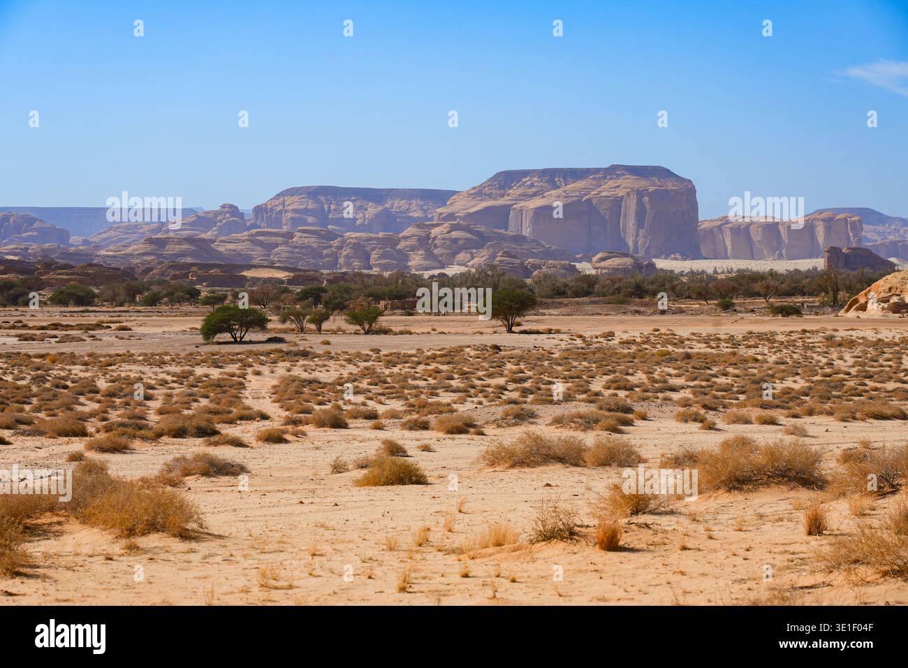 Saudi arabian desert plants hi-res stock photography and images - Alamy
