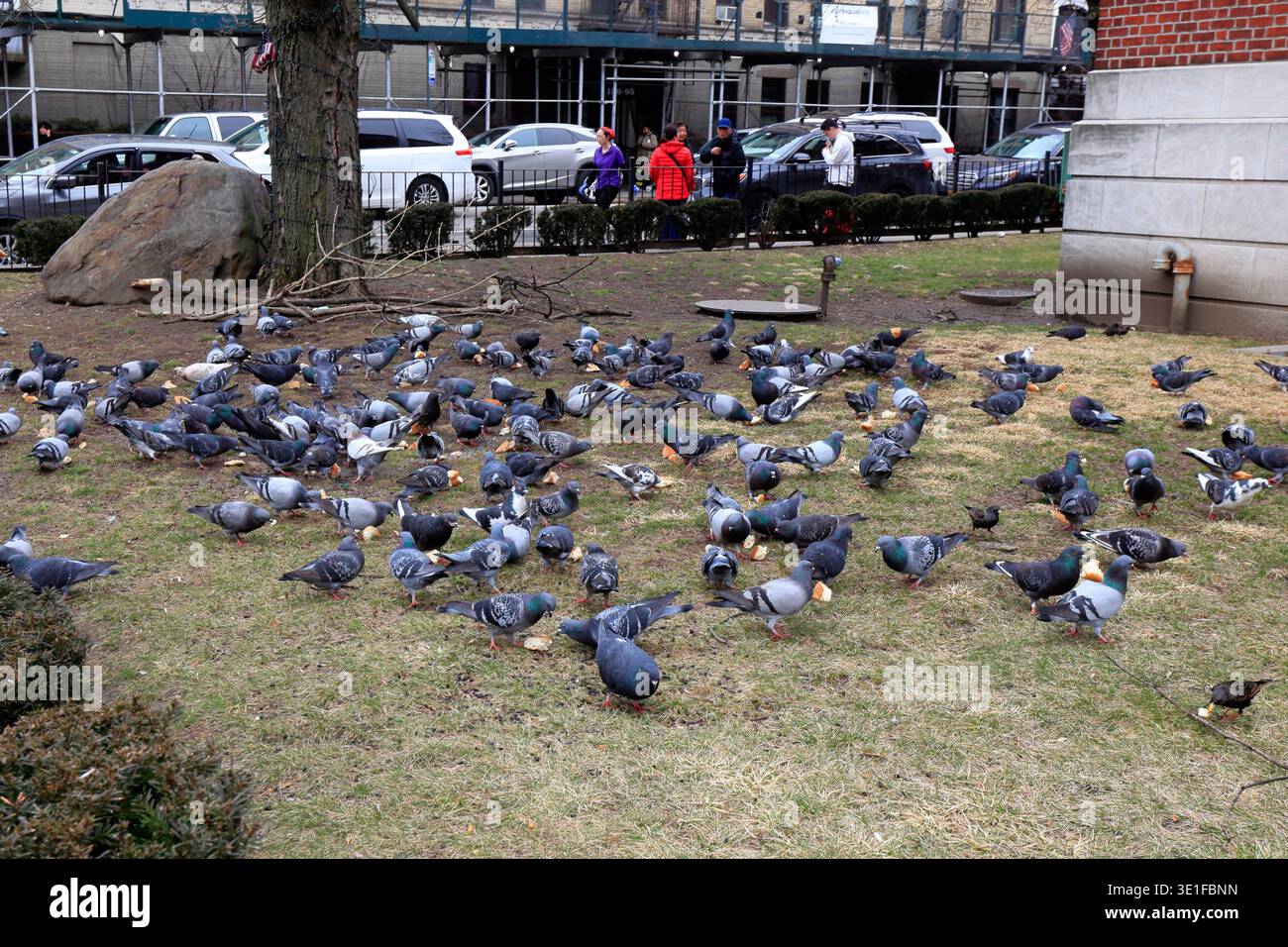 A flock of rock doves (Columba livia), or pigeons, on a grassy lawn feeding on tossed bread in New York City. Stock Photo