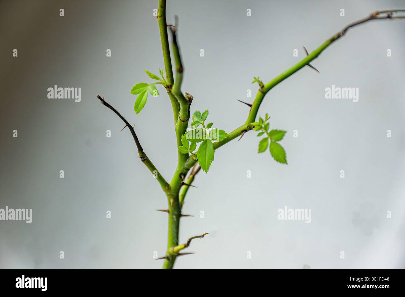 Even though the branch looks dry and lifeless, new growth is pushing ...