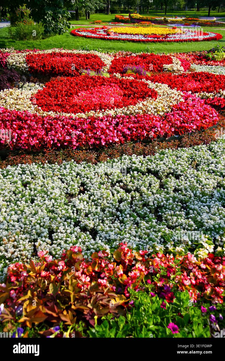 Petunia flower beds hi-res stock photography and images - Alamy