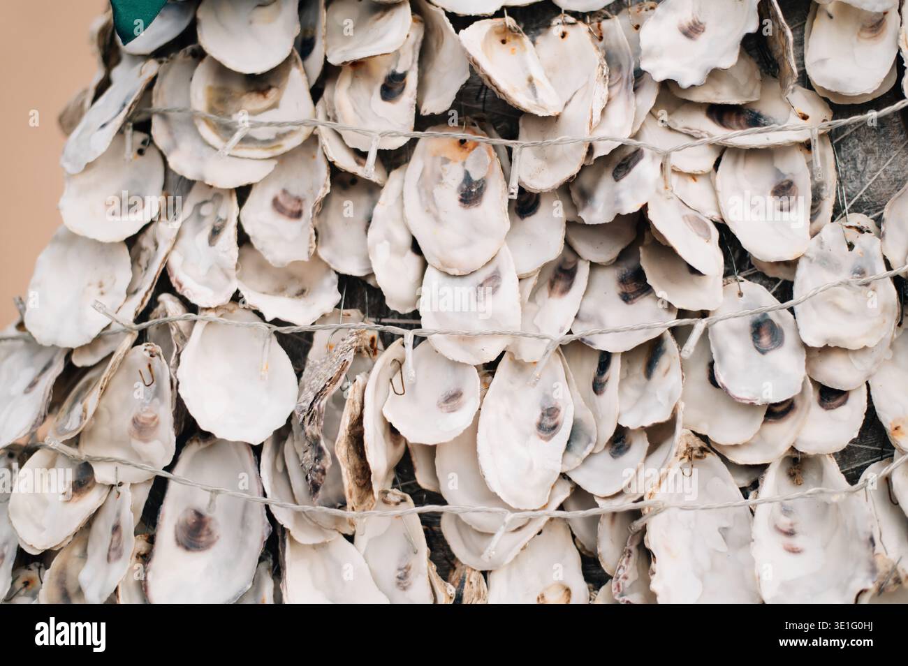 Oyster shells hanging on rope Stock Photo