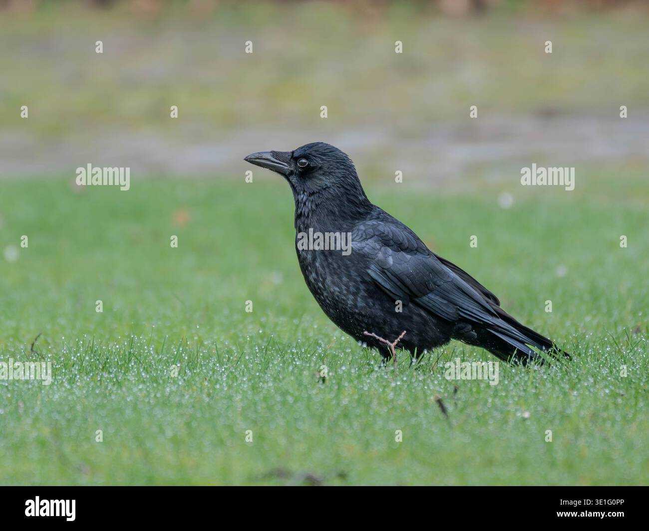 Birds in Spring - High Resolution PortraIt of a Raven standing on wet ...