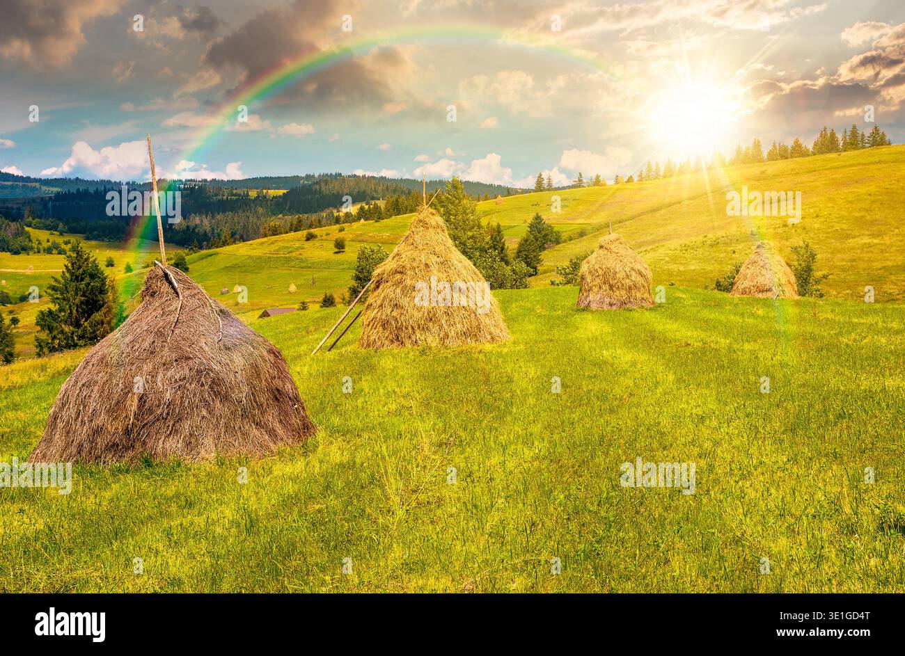 sunset over wonderful haystacks in a row on a grassy hay field. beautiful rural scenery with pasture in summer. traditional agriculture landscape with Stock Photo
