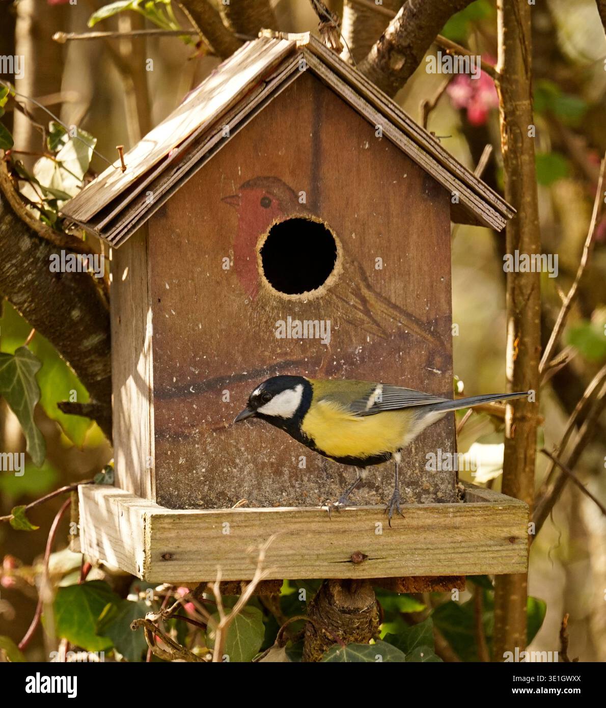 A titmouse near a nest box in spring (Suzanne's vegetable garden, Pays de la Loire, France) Stock Photo