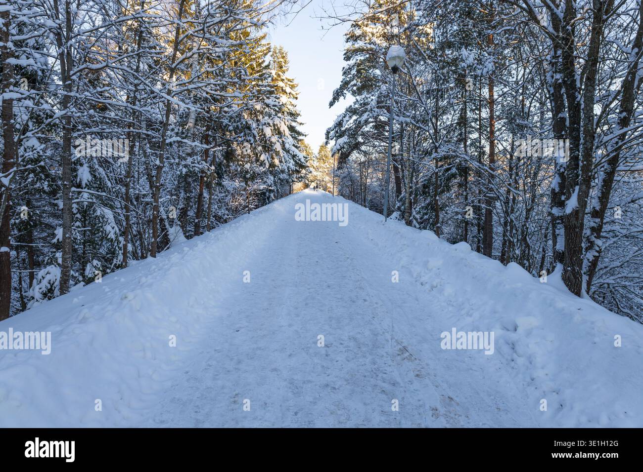 Scenic snowy road through frosty forest in winter light Stock Photo