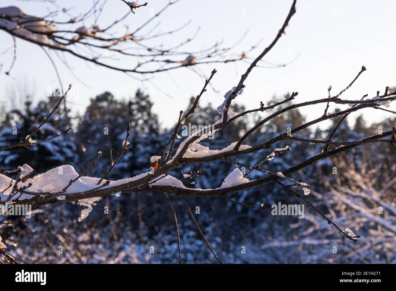 Frosty tree branches with snow under bright winter sky Stock Photo
