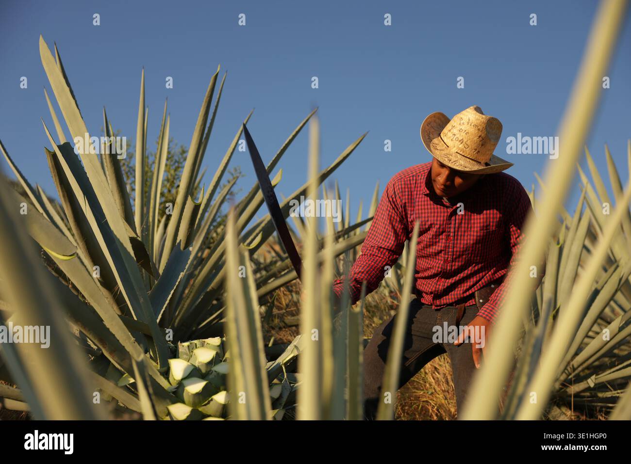 A worker cuts an agave pineapple used to produce mezcal in Nejapa de ...