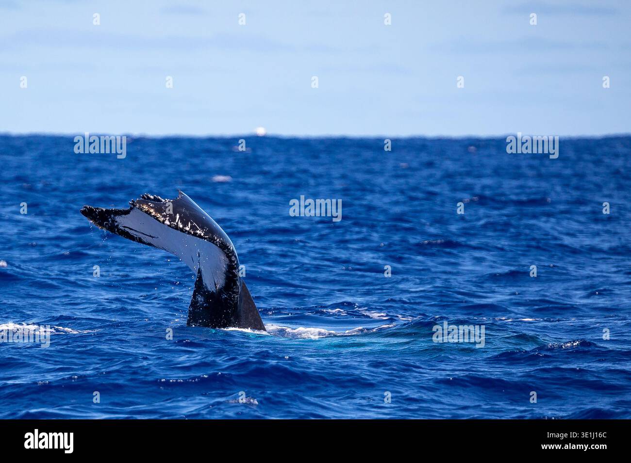 The fluke of a humpback whale surfaces from the deep blue ocean, its ...