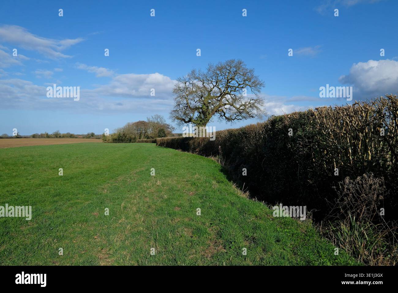 hedgerow and tree on farmland, north norfolk, england Stock Photo