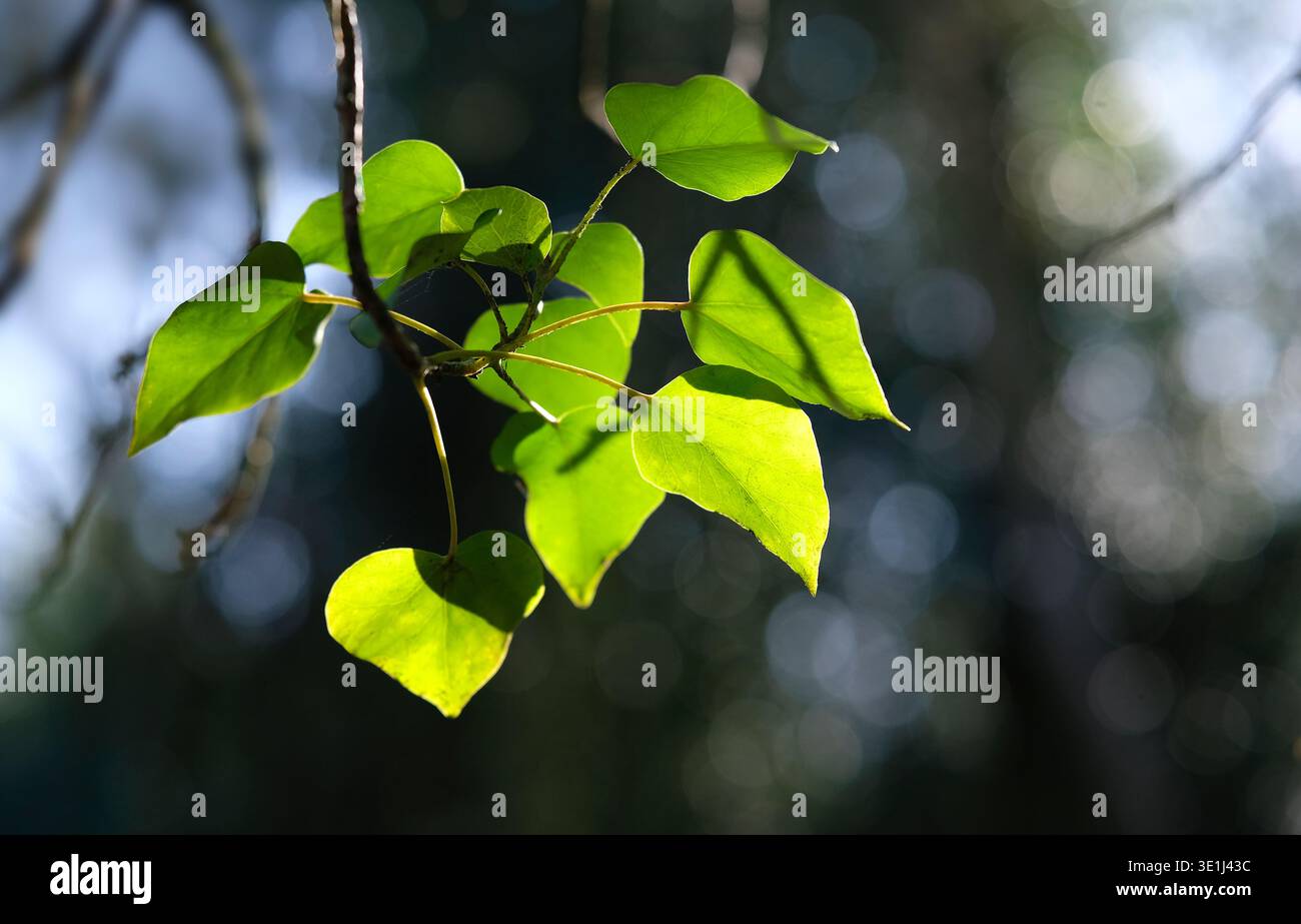 bright green spring leaves on tree with blurred background Stock Photo