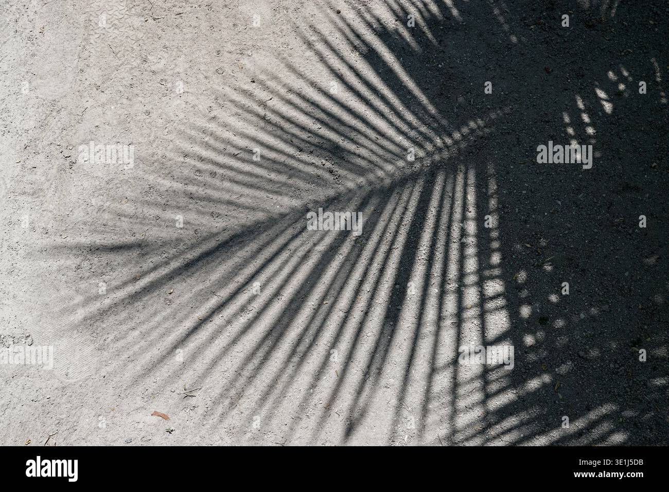 Palm leaf shadows cast on sandy ground in sunlight creating abstract pattern on outdoor surface Stock Photo