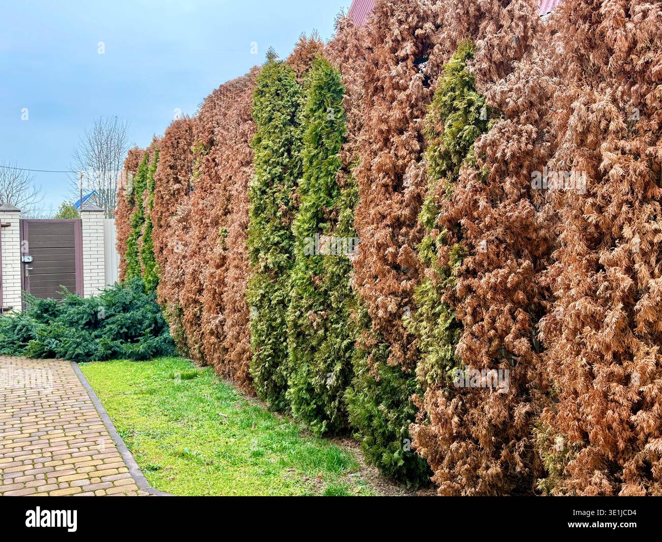 standort thuja Lebensbaum Mirjam - Thuja occidentalis Mirjam main image 1