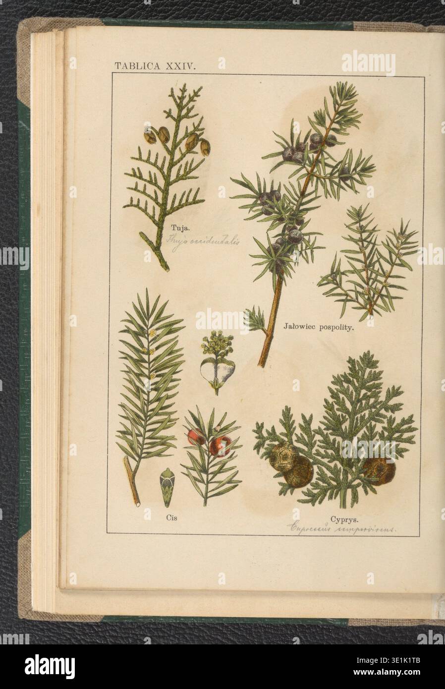 Botany manual instructional diagrams hi-res stock photography and ...