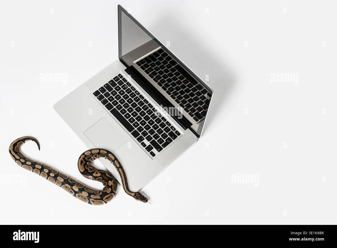 Real python snake and laptop computer. Concept of using high-level programming language for software engineering Stock Photo