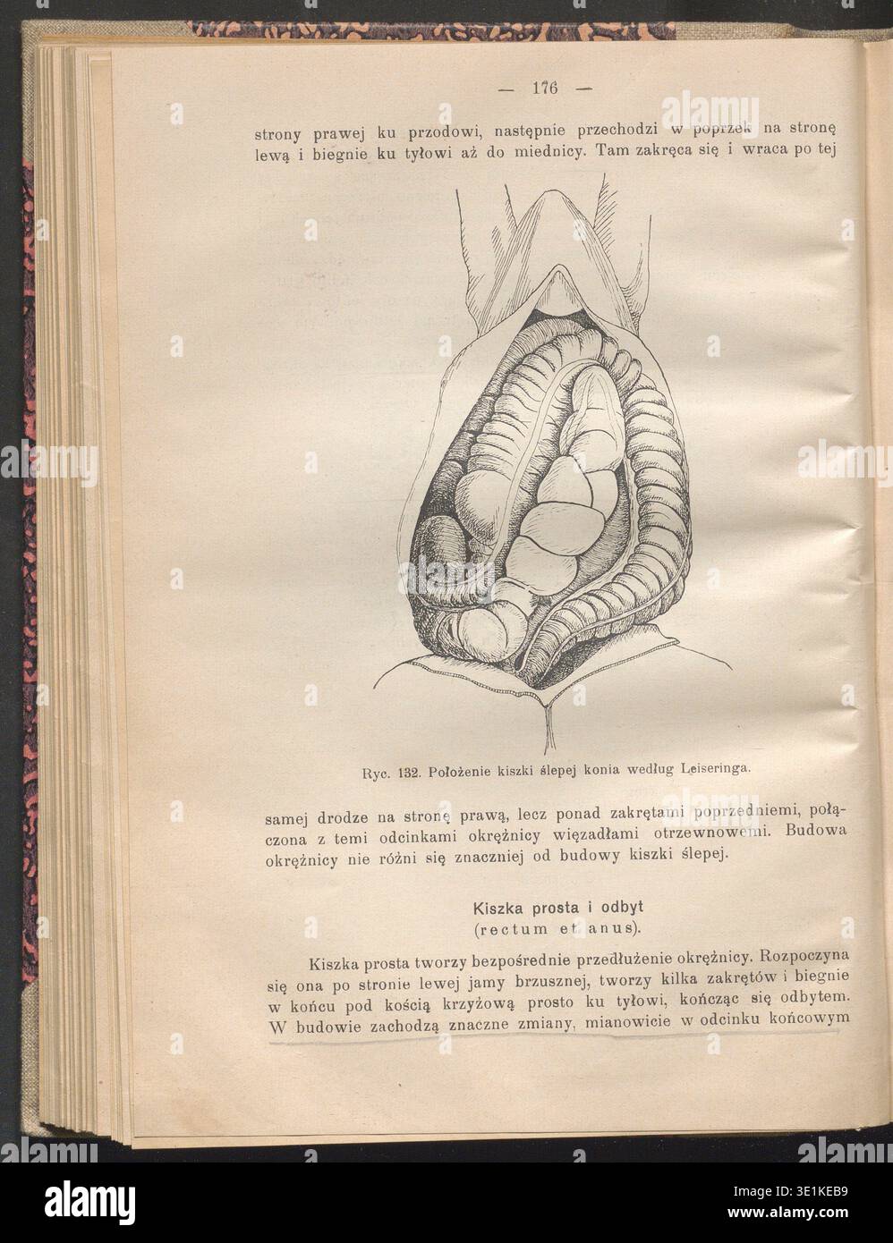 Comparative anatomist anatomy hi-res stock photography and images - Alamy