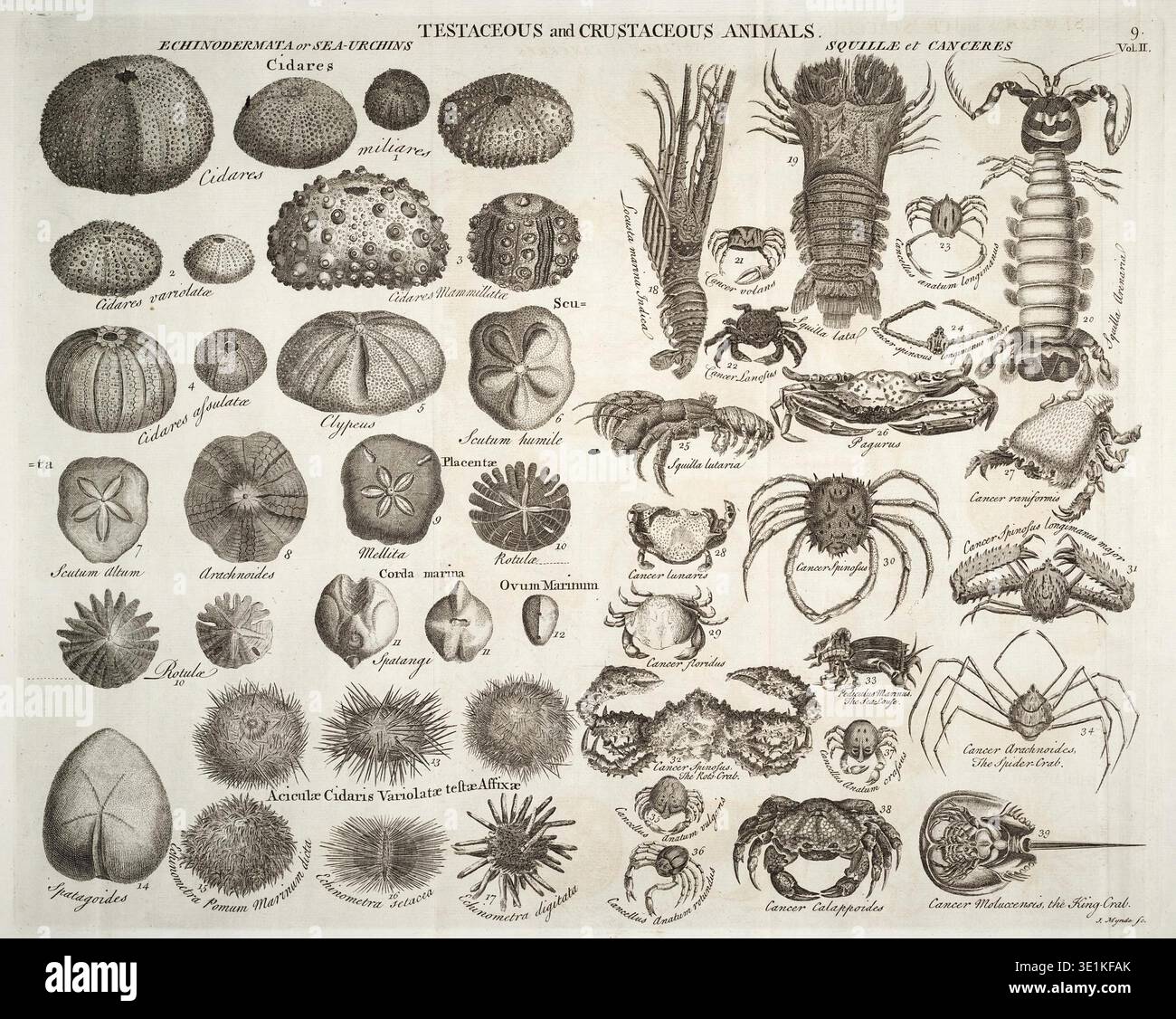 Human Testaceous British naturalist research hi-res stock photography and images - Alamy
