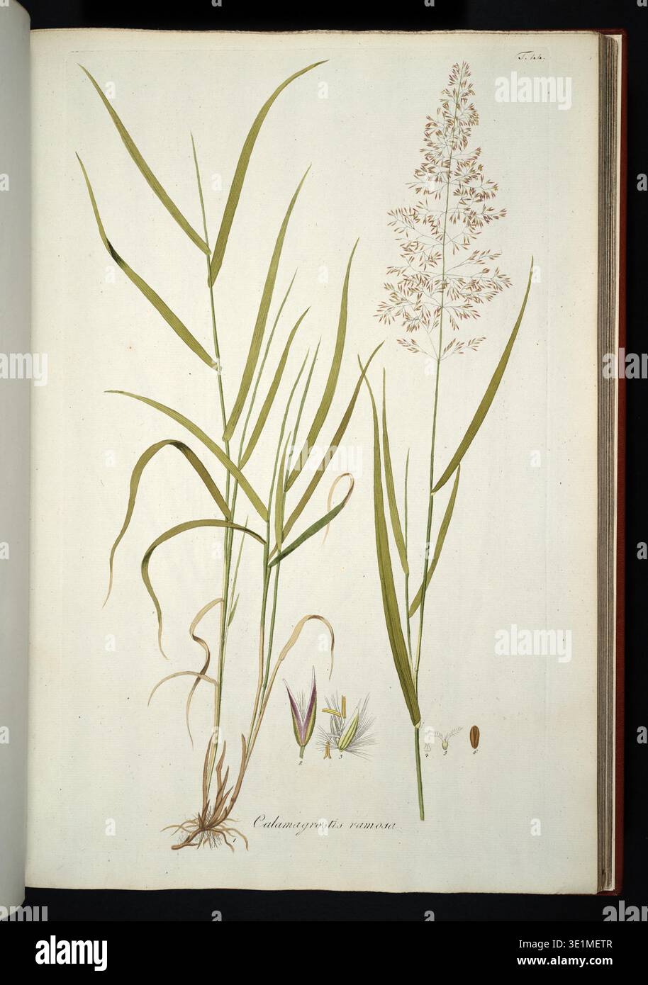 Purple Small Reed Perennial reed grass morphology hi-res stock photography and images - Alamy