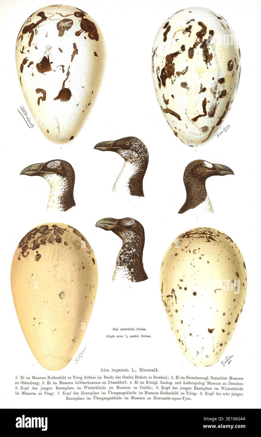 Extinct seabird egg morphology hi-res stock photography and images - Alamy