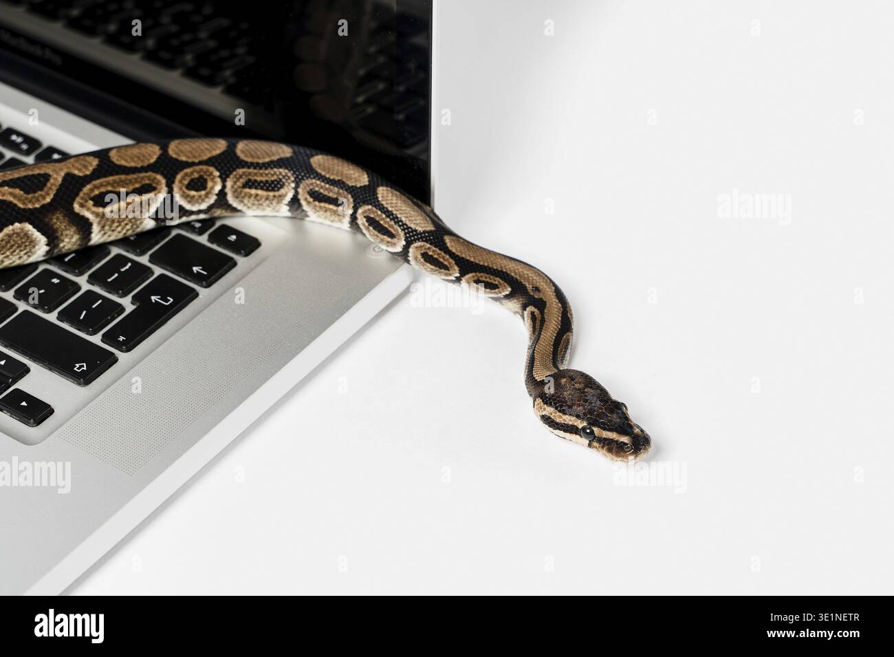 Real python snake and laptop computer. Concept of using high-level programming language for software engineering Stock Photo