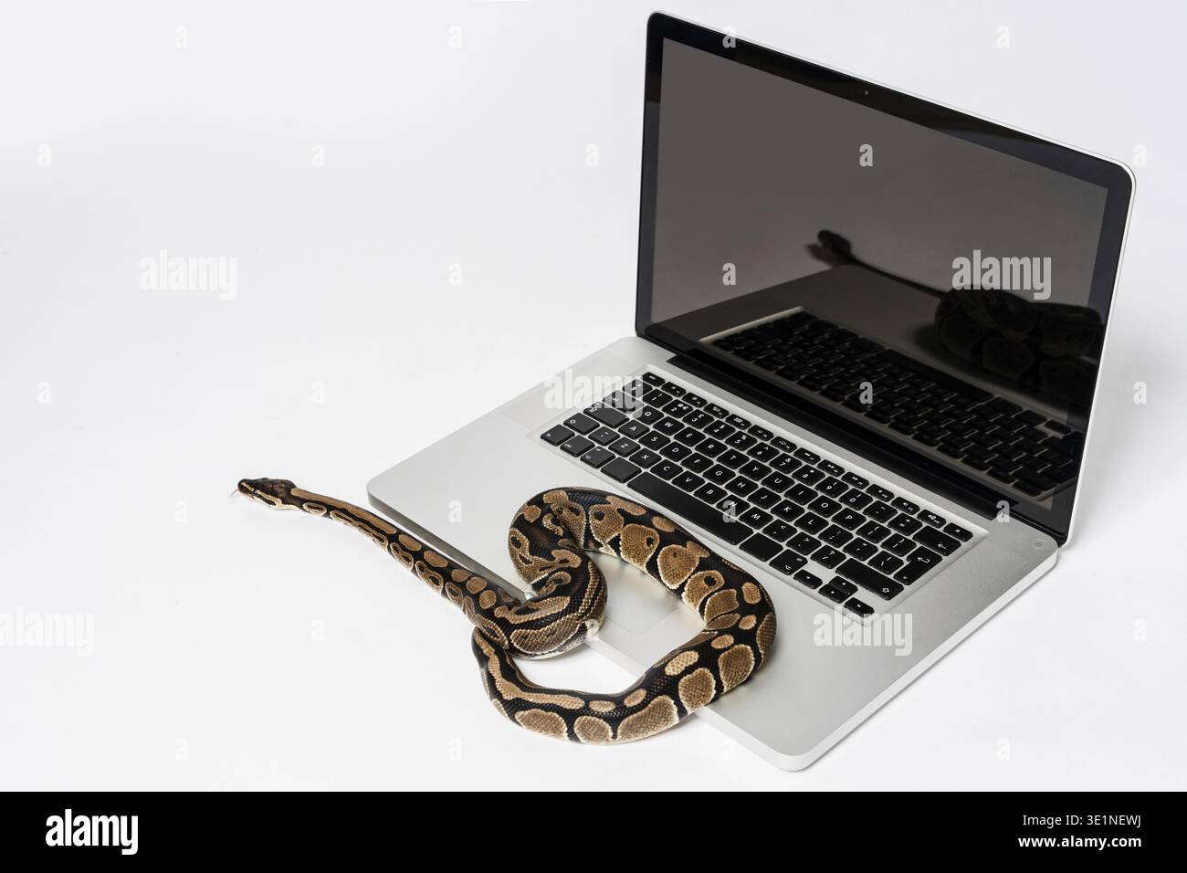 Real python snake and laptop computer. Concept of using high-level programming language for software engineering Stock Photo