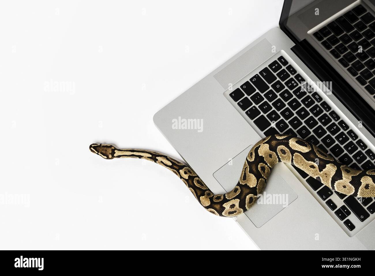 Real python snake and laptop computer. Concept of using high-level programming language for software engineering Stock Photo