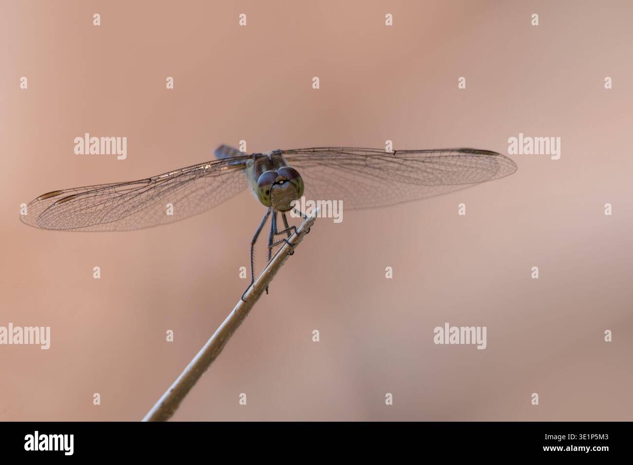 Dragonfly perched on twig, isolated with soft cream brown blurred background, very close up detail, summer time in Greece nature scene. Stock Photo