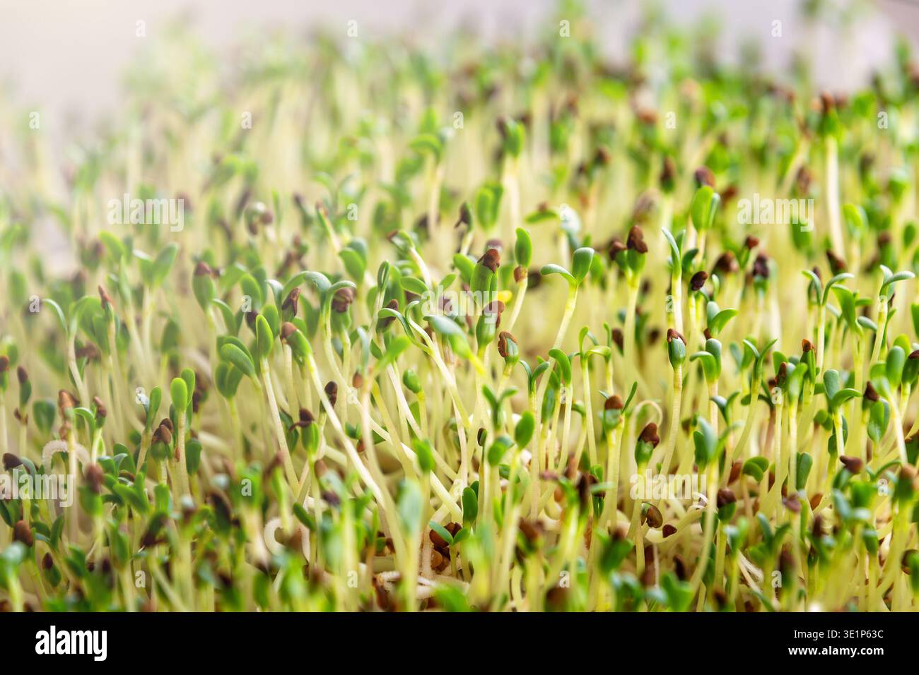 Microgreen sprouts emerging densely in tray with soft diffusion. Stock Photo
