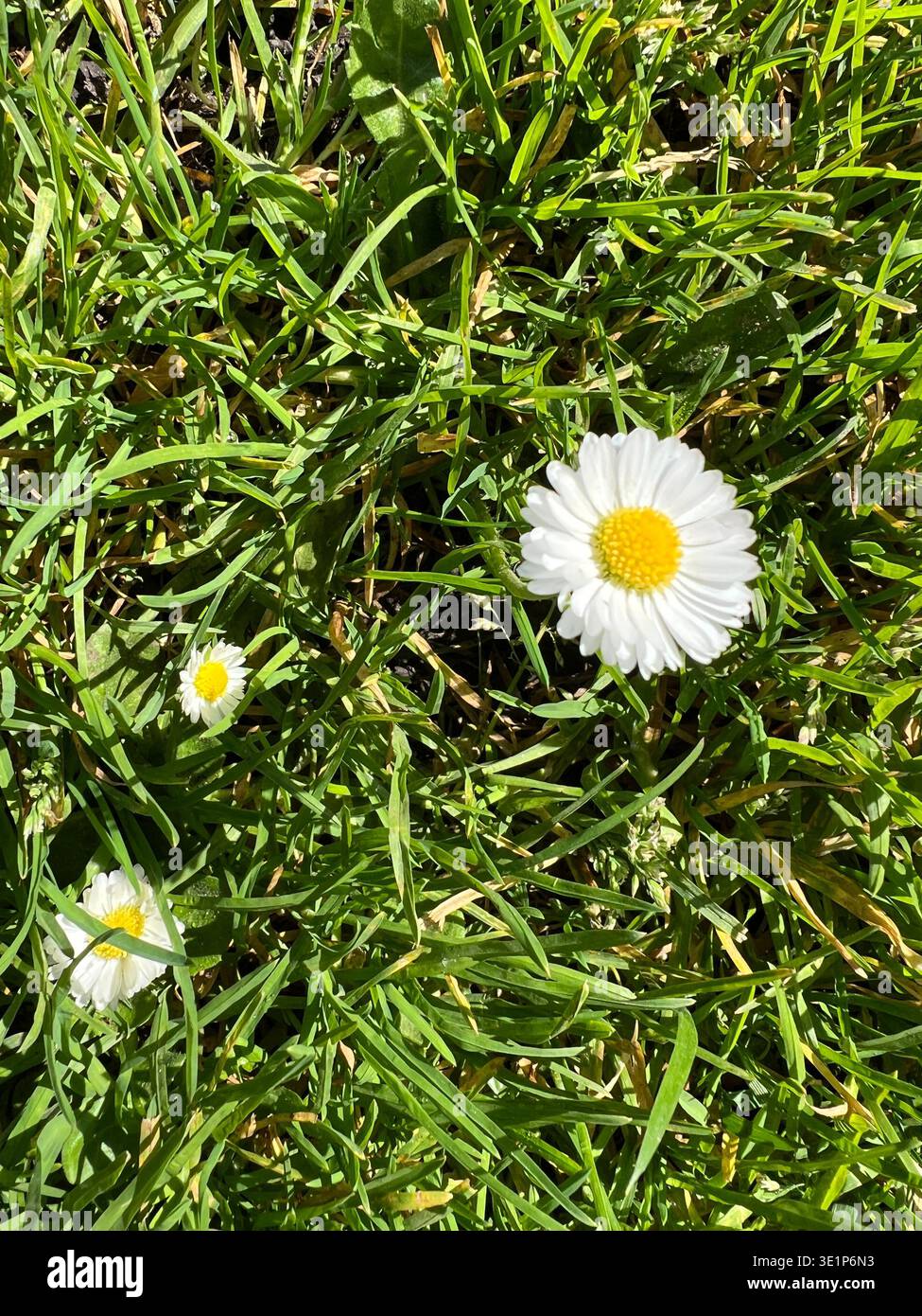 Close-up view of white daisy flowers growing in green grass at San Francisco Botanical Garden in California, USA, photographed on a warm sunny spring - Smartphone Captured Stock Image