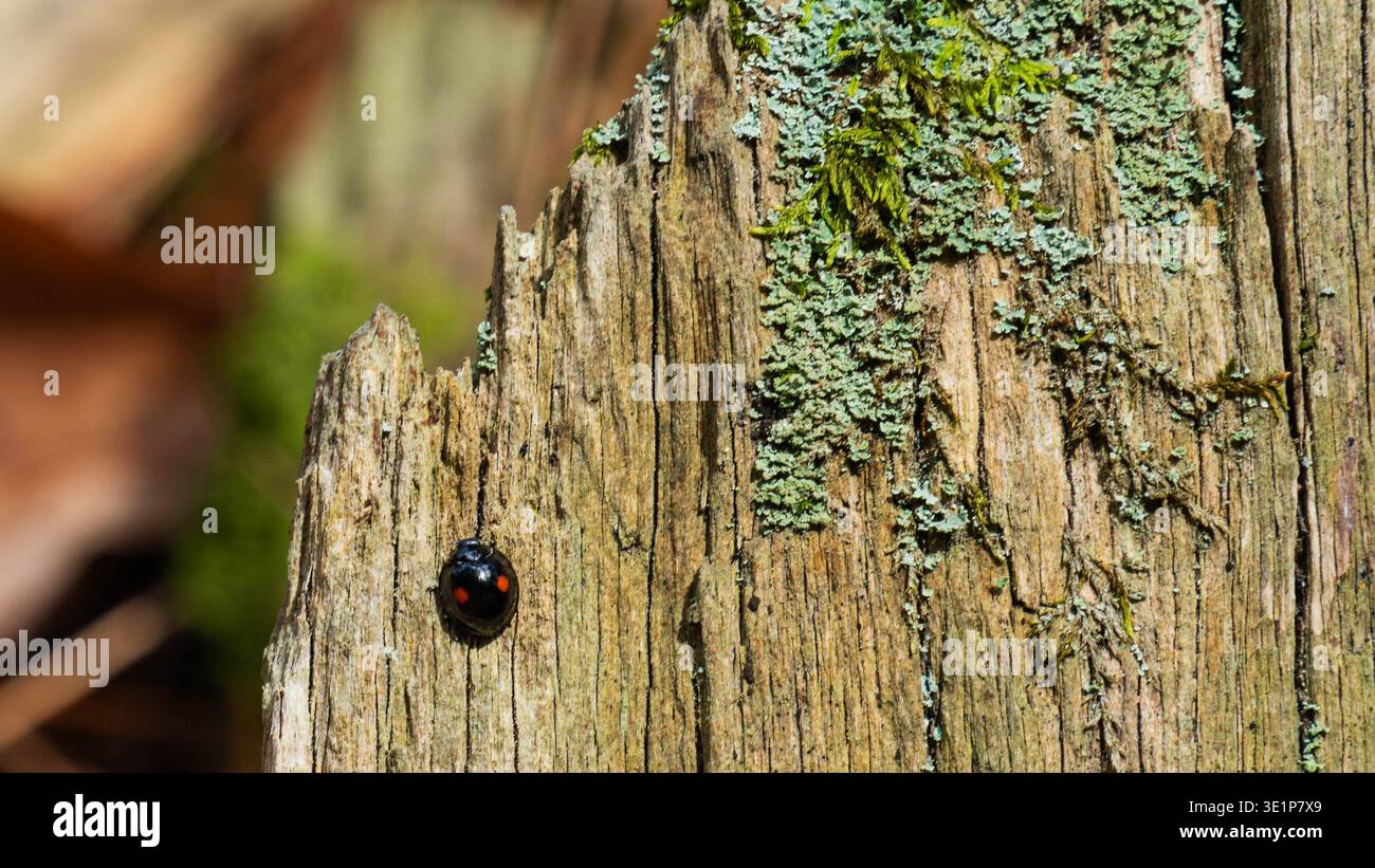 Asian lady beetle (Harmonia axyridis f. conspicua) clawling vertically on lichen-covered wood. Black with two red spots Stock Photo