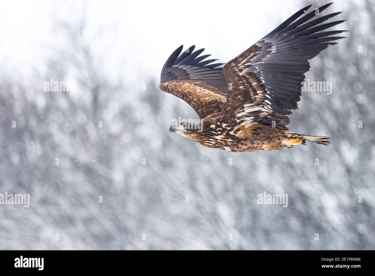 Sea Eagle in flight Stock Photo